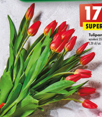 Biedronka Tulipan oferta
