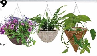 Biedronka Doniczka oferta