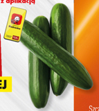 Biedronka Ogórek oferta