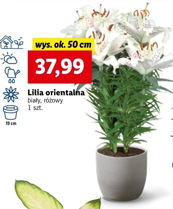 Lidl Lilia oferta