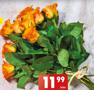 Biedronka Róża oferta