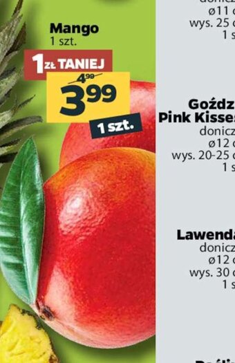 Netto Mango 1szt. oferta