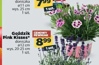 Netto Goździki Pink Kisses 1szt. oferta