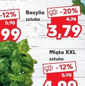 Kaufland Bazylia oferta