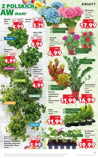 Kaufland Hortensja oferta