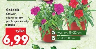 Kaufland Goździk oskar śr. don. 11 cm oferta