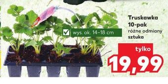 Kaufland Truskawki oferta