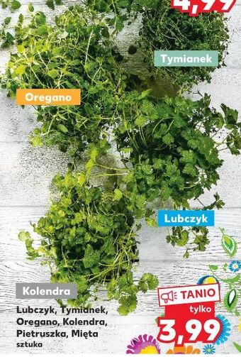Kaufland Mięta oferta