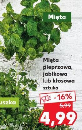 Kaufland Mięta kłosowa oferta