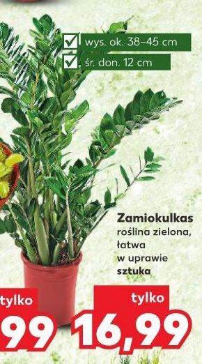 Kaufland Zamiokulkas oferta