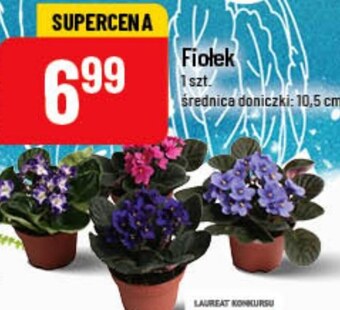 Polomarket Fiołek oferta