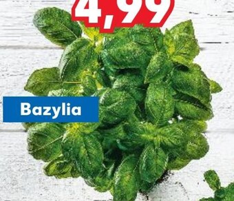 Kaufland Bazylia oferta