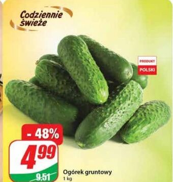 Dino Ogórki gruntowe oferta