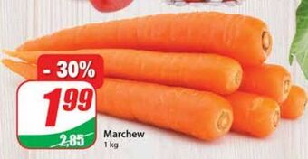 Dino Marchew oferta
