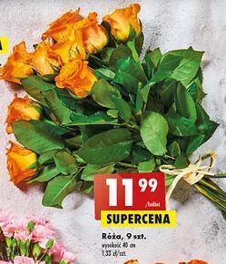 Biedronka Róże 40 cm oferta