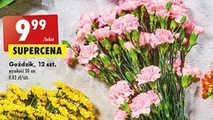 Biedronka Gożdziki 50 cm oferta