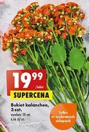 Biedronka Kalanchoe oferta