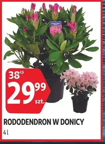 Auchan Rododendron w donicy 4l oferta