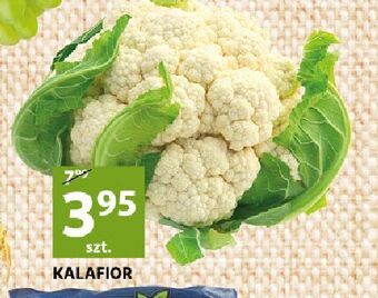 Auchan Kalafior oferta