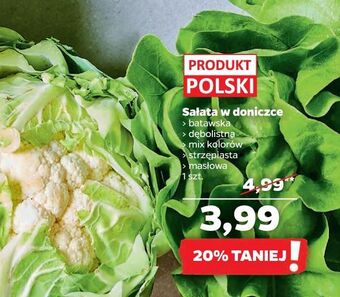 Netto Sałata masłowa oferta