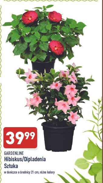 ALDI Hibiskus don. śr. 21 cm Garden Line oferta