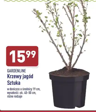 ALDI Krzew rośliny jagodowej 40*50 cm Garden Line oferta