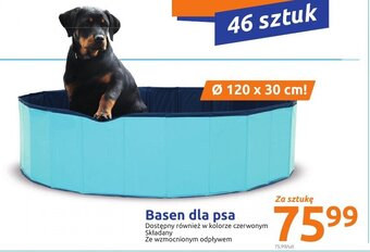 Action Basen dla psa oferta