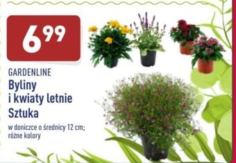 ALDI Byliny i kwiaty letnie oferta