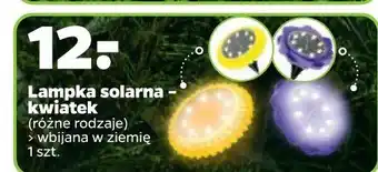 Netto Lampa solarna kwiatek oferta