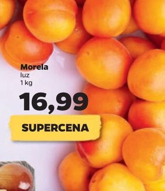 Netto Morela oferta