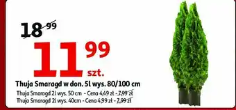 Auchan Thuja smaragd wys. 80-100 cm 1 SZT oferta