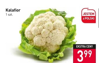 Stokrotka Kalafior oferta