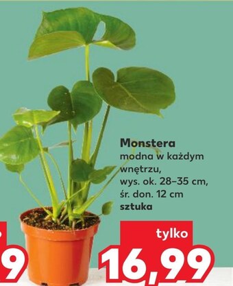 Kaufland Monstera oferta