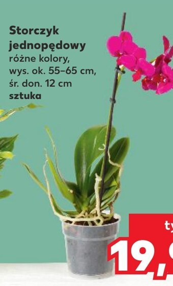 Kaufland Storczyk oferta