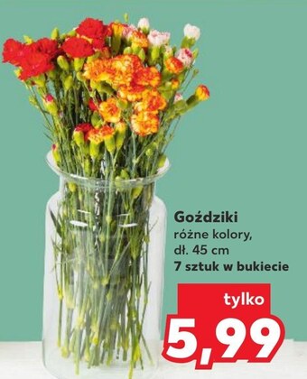 Kaufland Goździki oferta