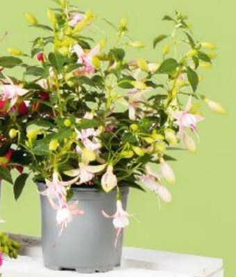 Kaufland Pelargonia oferta