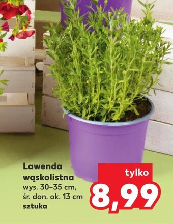Kaufland Lawenda oferta