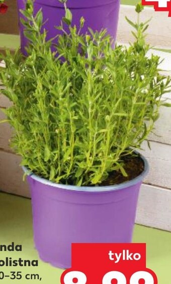 Kaufland Lawenda oferta