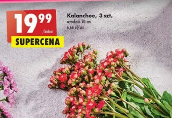 Biedronka Kalanchoe oferta