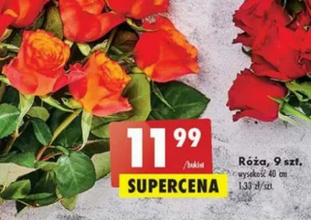 Biedronka Róże 40 cm oferta
