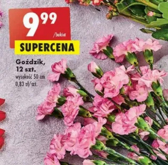 Biedronka Gożdziki 50 cm oferta