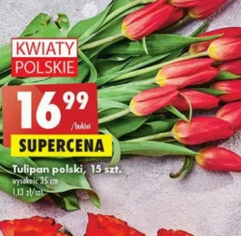 Biedronka Tulipany 35 cm oferta