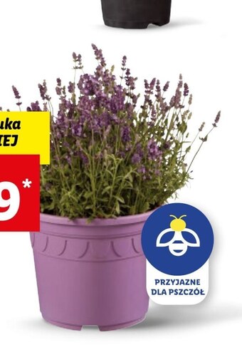 Lidl Lawenda oferta