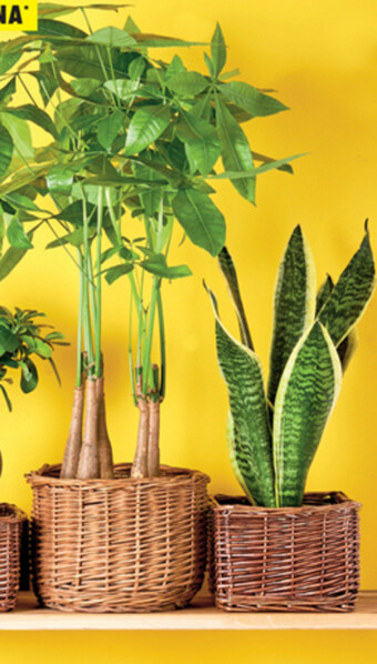 Biedronka Kwiat oferta