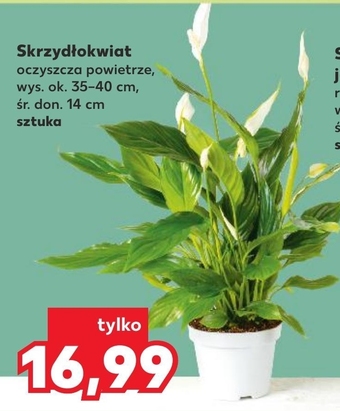 Kaufland Skrzydłokwiat oferta