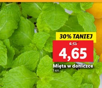 Lidl Mięta oferta