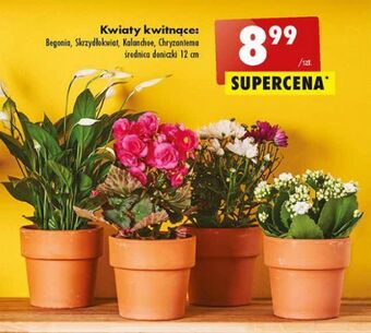 Biedronka Chryzantema don. 12 cm oferta