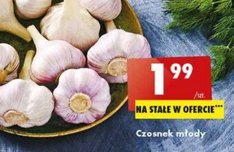 Biedronka Czosnek młody oferta