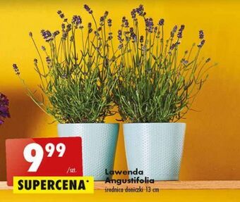 Biedronka Lawenda angustifolia oferta