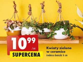 Biedronka Kwiaty zielone oferta